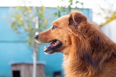 Köpek kulübesi yakınlarında ağzı açık, sevimli, tüylü bir köpeğin portresi.