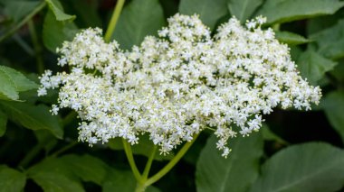Ormandaki beyaz yaşlı çiçekler bir çalılıkta, yaşlı çiçekler