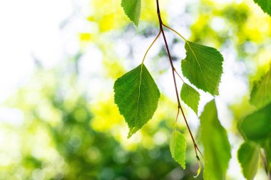 Yazın yeşil yapraklı huş dalı bulanık bir arkaplanda