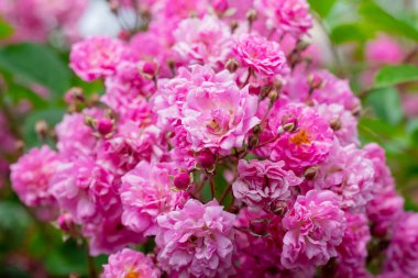 Gül pembe çiçekli çalı