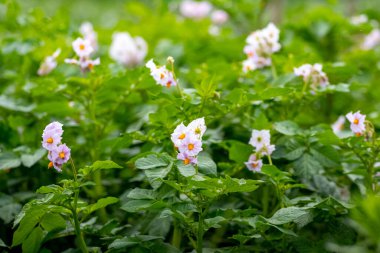 Çiçek açarken bahçede patates.