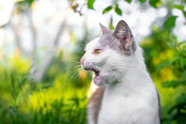 An angry cat with an open mouth in the garden among greenery