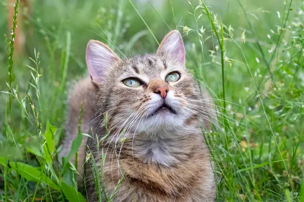 A small cute kitten looks up in the garden in the thick grass