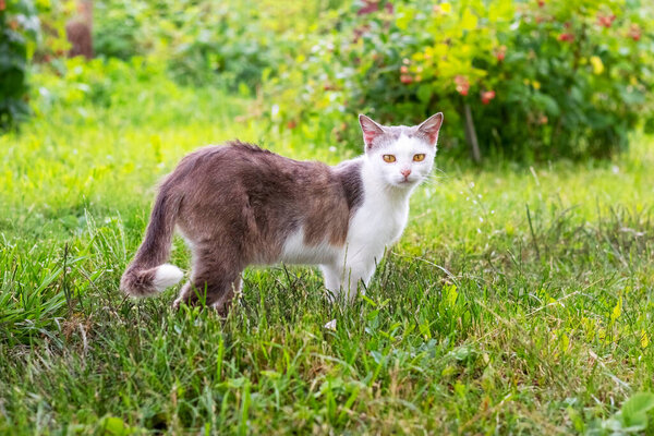 A cat in the garden near the raspberry bushes