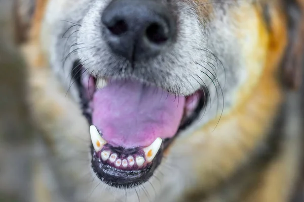 Close-up of a dog's head with an open mouth