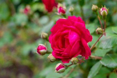 Bahçedeki kırmızı güller bulanık arka planda