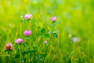 Çiçek açan yoncalar, yeşil çimenlerin arasındaki bir tarlada pembe yoncalar.
