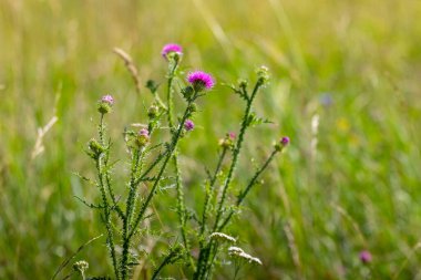Yazın çayırda çiçek açarken devedikeni