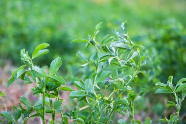 Yonca bahçede yeşil yapraklarla filizleniyor.
