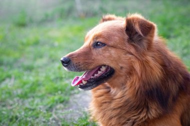 Profilinde ağzı açık, sevimli, tüylü bir köpeğin portresi.
