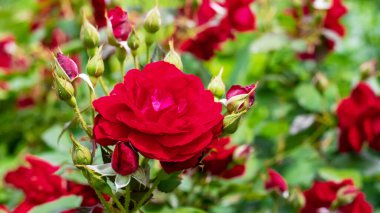 Bahçedeki kırmızı güller bulanık arka planda