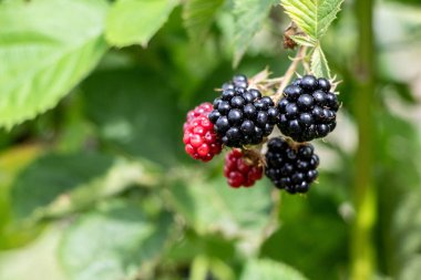 Olgun böğürtlenler, arka planda bulanık, bahçede kara ahududular.