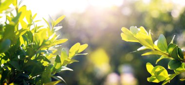 Yazın güneşli bir günde, boxwood 'un yeşil dalları