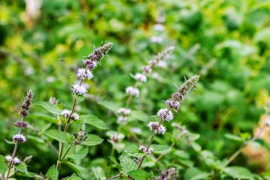 Yazın bahçede nane çiçeği açar.