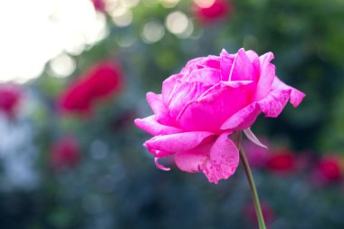 Bahçede pembe gül, yakın plan.