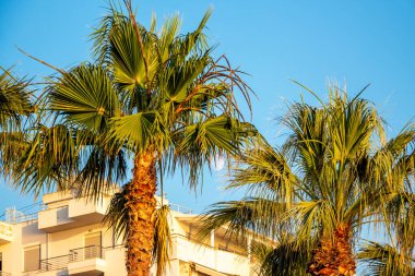 Güneşli havalarda güneydeki kır evlerinin arka planında palmiye ağaçları
