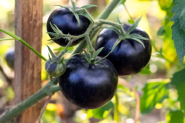 A bush with black tomatoes on the bed