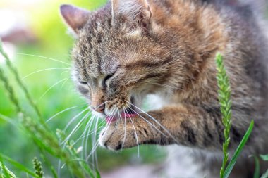 Kedi kendini bahçede yıkar, kedi de yakından.