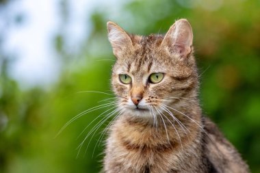 Bahçede özenli bakışları olan kahverengi bir kedi bulanık bir arka plan, bir kedi portresi