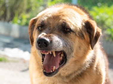 Ağzı açık ve sivri dişleri olan saldırgan bir köpeğin portresi.
