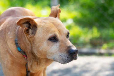 Yazın güneşli bir havada arka planda tasmalı pitbull terrier köpeği.