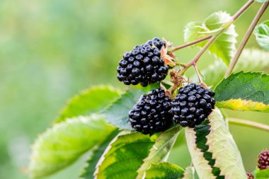Cumberland çeşitliliğinin ahududu çalısı. Olgun siyah böğürtlenler yakın planda bulanık bir arkaplanda.