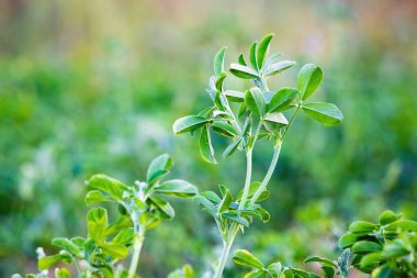 Yonca bahçede yeşil yapraklarla filizleniyor.