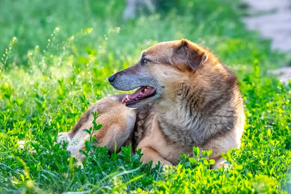 A big brown dog with an open mouth is lying in the garden on the grass