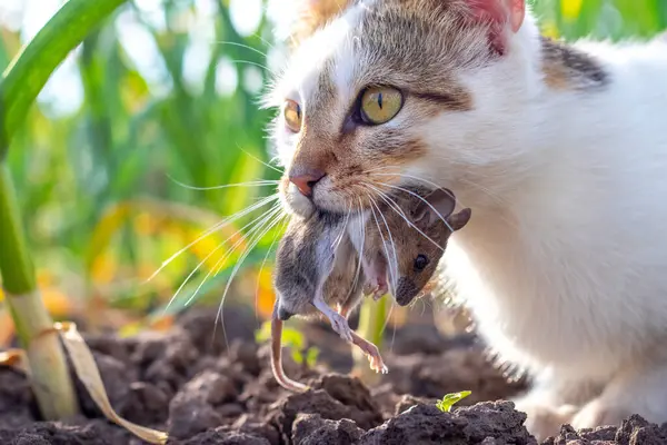Gato Segurando Rato Pego Sua Boca Gato Com Rato Jardim Fotos De Bancos De Imagens