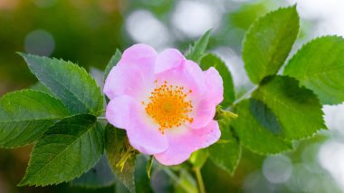 Pembe gül çiçeği çalıların üzerine yakın plan