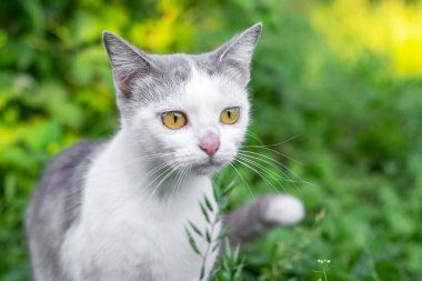 Büyük gözlü gri ve beyaz kedi bahçedeki avı dikkatle izler.