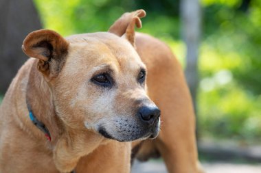 Yazın güneşli bir havada arka planda tasmalı pitbull terrier köpeği.