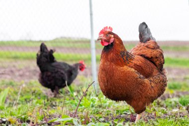 Kahverengi ve siyah tavuk yeşil çimlerin üzerinde