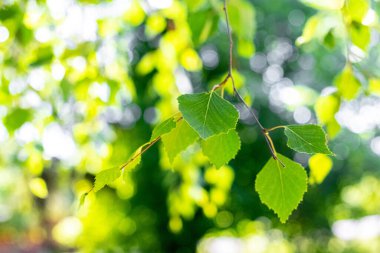 Yazın yeşil yapraklı huş dalı bulanık bir arkaplanda