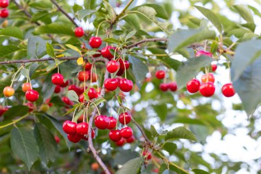 Kırmızı olgun meyveli kiraz dalı