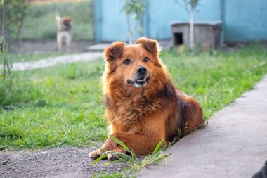 İyi huylu kahverengi köpek köpek köpek köpek kulübenin yanındaki çimlerin üzerinde yatıyor.