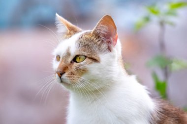 Bulanık bir arka plana dikkatle bakan beyaz benekli bir kedi.