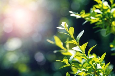 Yazın yeşil boxwood dalları güneşli bir günde bulanık bir arka planda