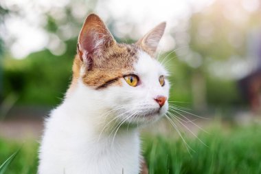 Beyaz benekli bir kedi, arka planda bulanık bir şekilde bahçeye bakıyor.