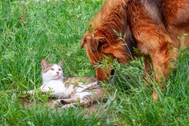 Kahverengi bir köpek çimenlikteki bahçede yatan kedinin yanında.