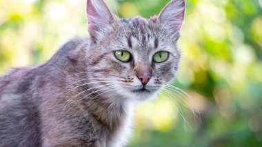 Bahçede özenli bakışları olan kahverengi bir kedi bulanık bir arka plan, bir kedi portresi