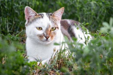 Beyaz benekli bir kedi sakince çimlerin üzerinde yatıyor.