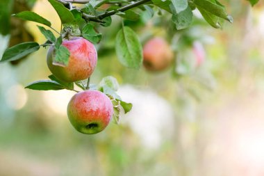 Bahçede olgun kırmızı elmalar Bulanık bir arka planda bir ağaç dalında