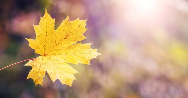 Bulanık arkaplan üzerindeki sarı akçaağaç yaprağı güneş ışığında, boşluğu kopyala