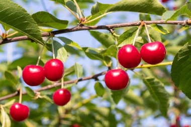 Ağaçtaki kırmızı kirazlar güneşte parlıyor