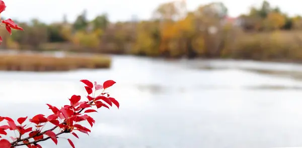 stock image Tree branch with red leaves on the background of the river in autumn