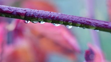 Bulanık arkaplanda yağmur damlalarıyla kaplı ağaç dalı