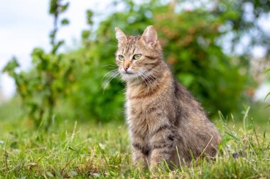 Bahçede özenli bakışları olan kahverengi bir kedi bulanık bir arka plan, bir kedi portresi