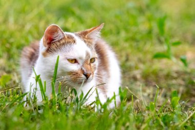 Beyaz ve kahverengi kürklü bir kedi çimlerin üzerinde oturuyor.