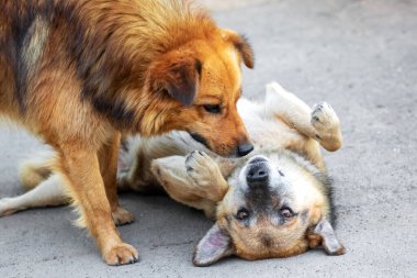 İki köpek arasında bir çatışma var, biri asfaltta yatıyor, diğeri ise üzerinde duruyor.
